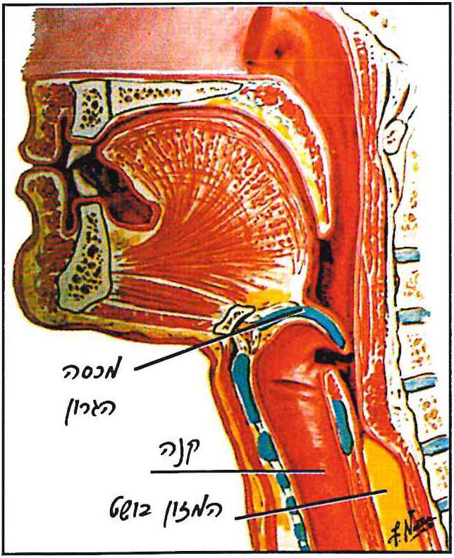 מכסה הגרון, קנה, המזון בושט